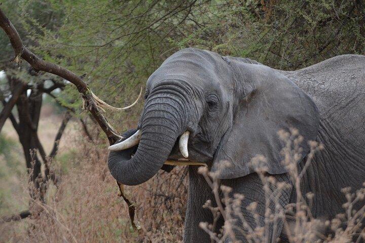 4 Days Tanzania Lodge Safari With Two Nights at Serengeti
