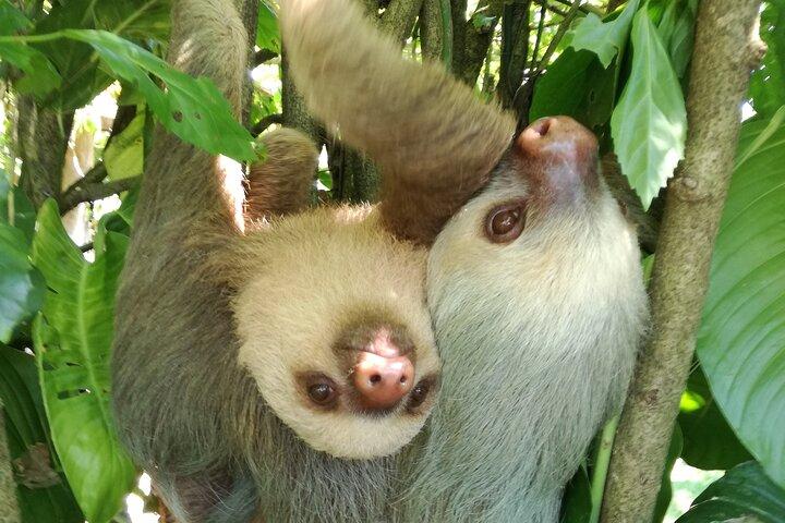 Slothies and Birds Sightseeing