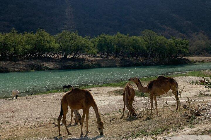 Private Full-Day East Oman Tour from Salalah with Lunch
