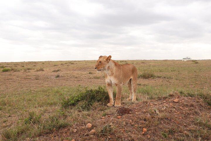 4-Day Masai Mara Luxury Kenya Safari Private Tour