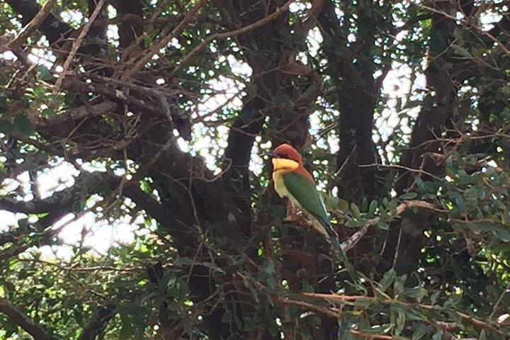 Full day Safari - Yala National Park - 04.30 am to 06.00 pm with - Janaka safari