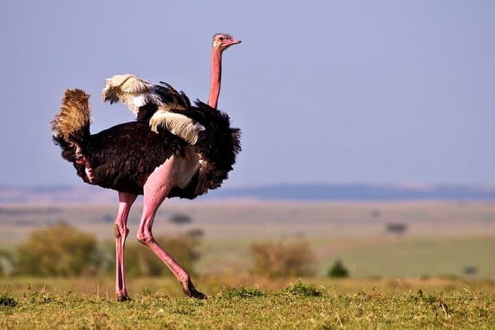 7 Days, 6 Nights Wildlife Photography and Birding Safari