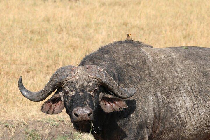 2 Days Safari to Tarangire & Lake Manyara