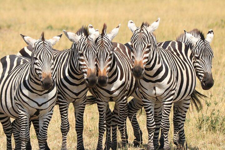 1-Day Safari-Trip to Tarangire National Park