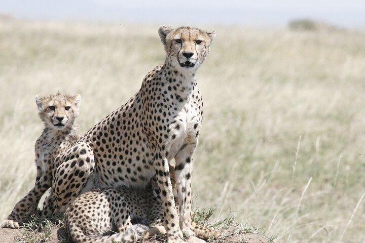 1-Day Safari-Trip to Ngorongoro Crater
