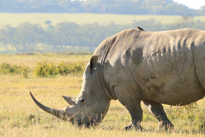 3-Day Safari in Serengeti & Ngorongoro(Mid-range)