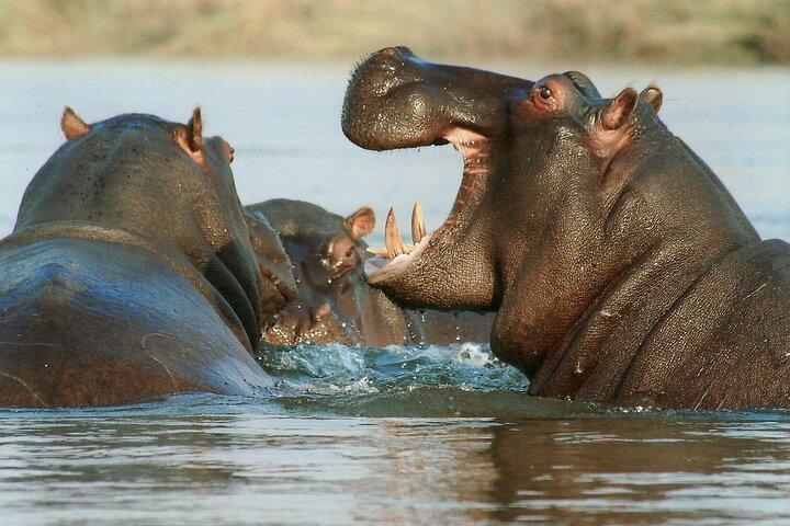 2-Day Safari Tour to Tarangire & Ngorongoro Crater (Mid-range)