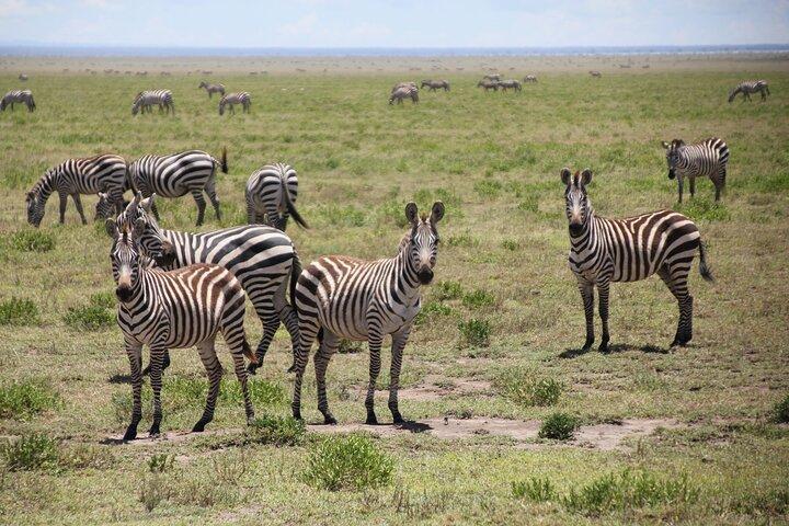 2-Day Safari-Trip to Lake Manyara & Ngorongoro (Mid-range)