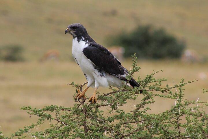 2-Day Safari-Trip to Lake Manyara & Ngorongoro (Mid-range)