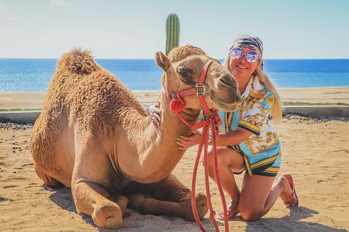 Beach Camel Ride and Encounter in Cabo