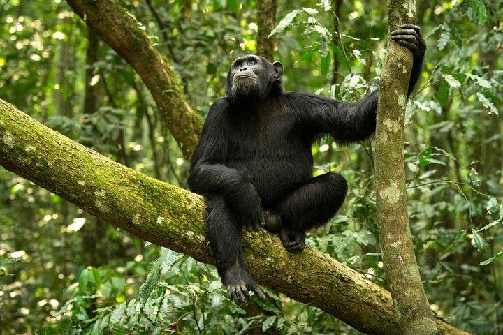 8 Day: Katavi N.P and Mahale Mountains National Park