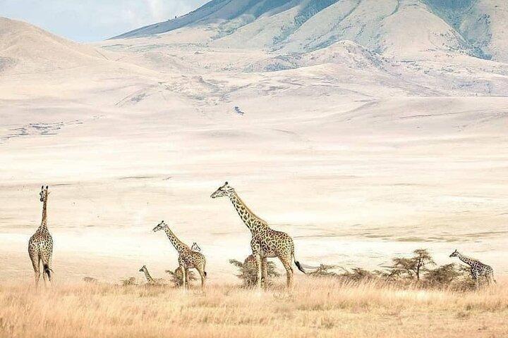 8 Days fantastic Safari of Tanzania Midrange Tour