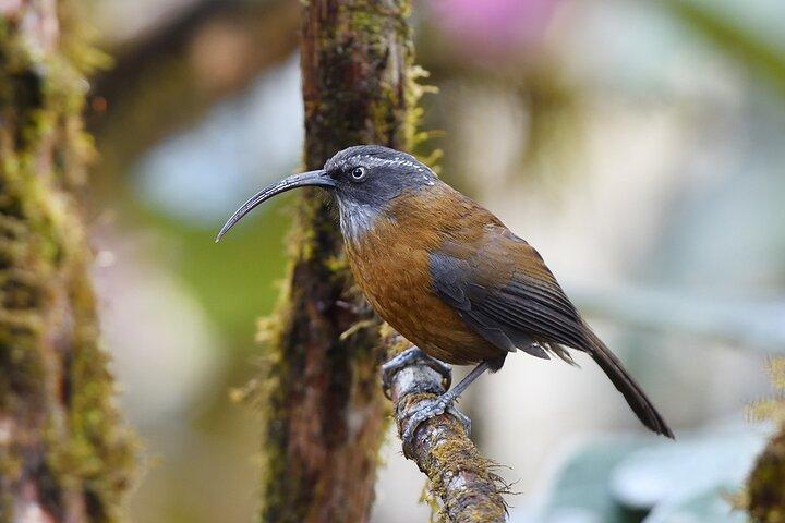 15-Day Bird Watching and Cultural Tour in Bhutan