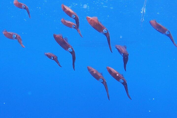 Shared 2 hours Sosúa Bay Snorkeling with Professional Guide