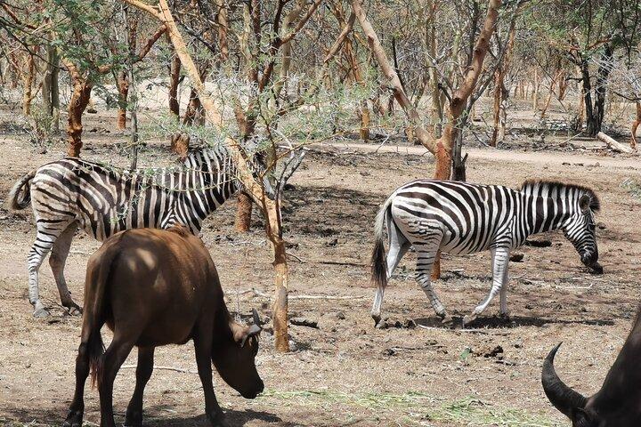 Bandia Park Safari (Minimum 2 Participants)