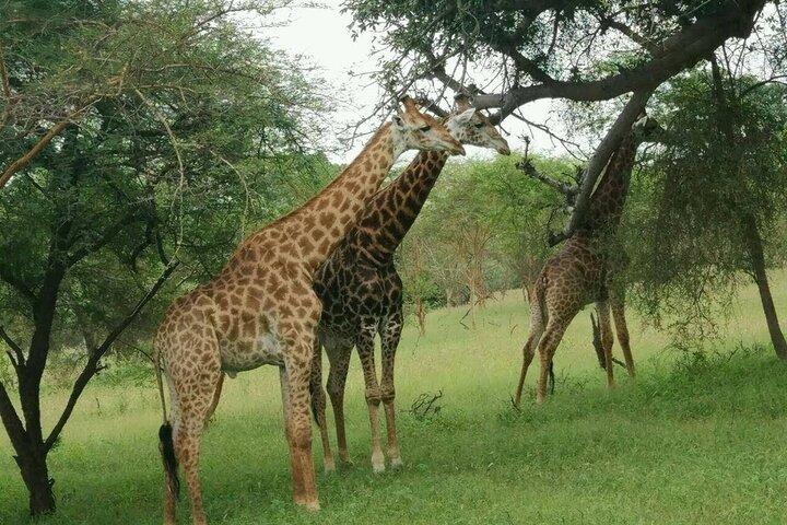 Bandia Park Safari (Minimum 2 Participants)