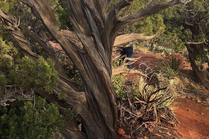 Best Vortex and Chakra Tour of Sedona