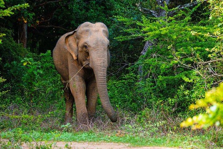 The Best Safari tour from Hambantota Port (Janaka safari)