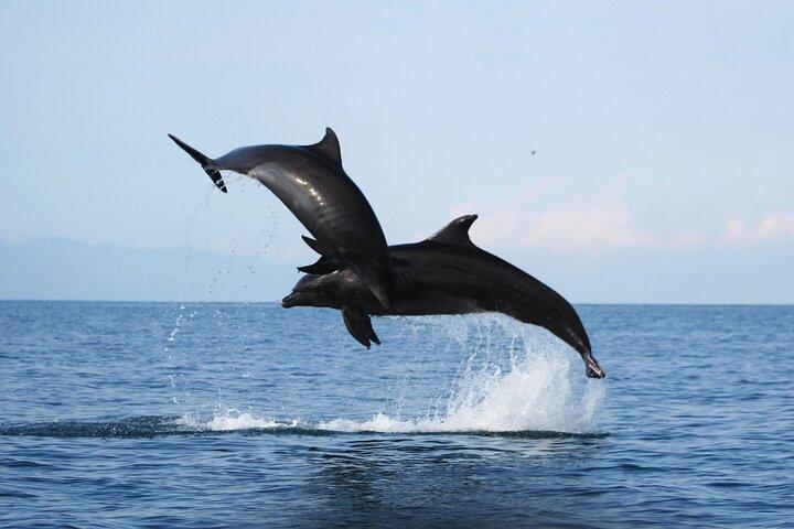 Wild Dolphin Encounter & Snorkeling Adventure