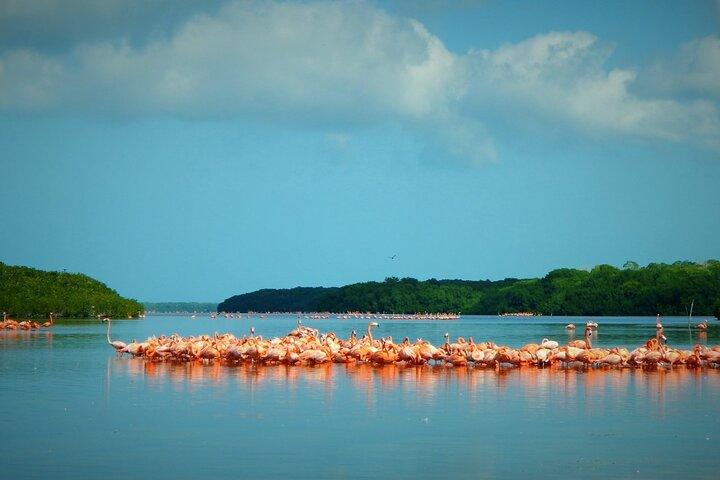 Private Tour Celestun Flamingo Watching and Beach