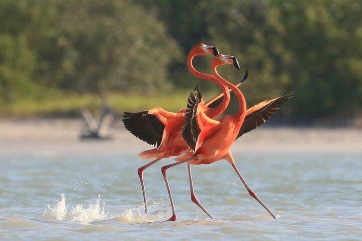 Private Tour Celestun Flamingo Watching and Beach