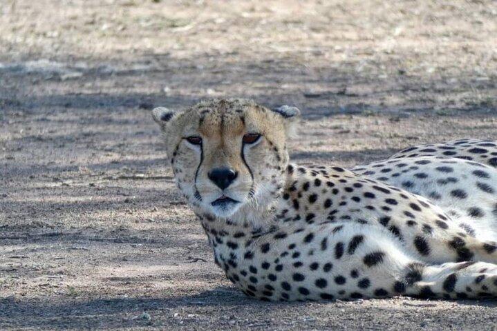 5-Day Classic Lodge Safari: Manyara, Serengeti & Ngorongoro