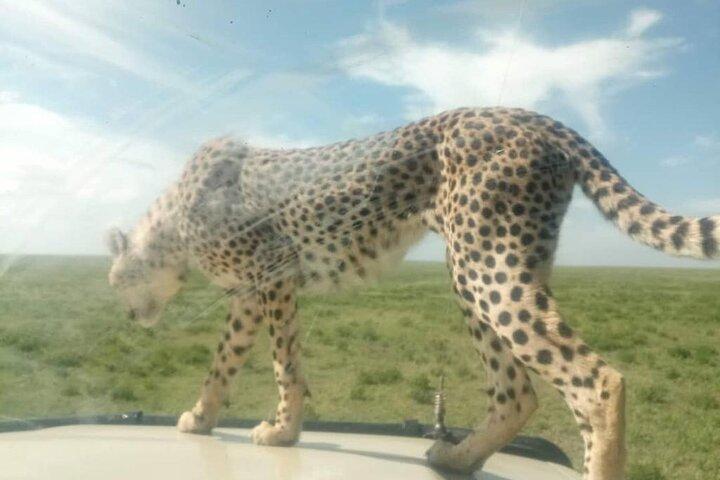 5 Days Tanzania Join Group Safari from Arusha