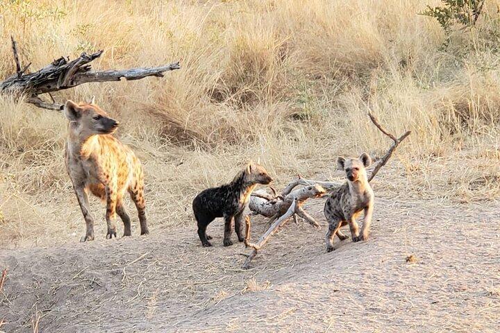 Kruger National Park Private Guided Afternoon Game Drive