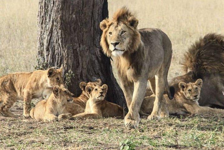 3 Days Safari to Lake Manyara, Tarangire & Ngorongoro Crater