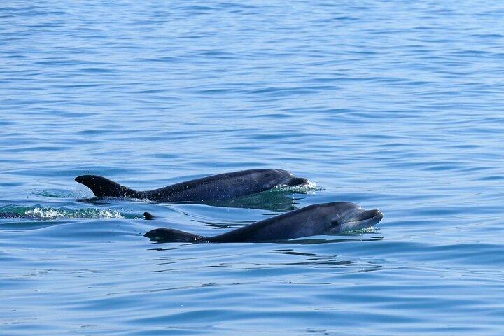 Dolphin Watching + 2 Islands Tour - From Faro