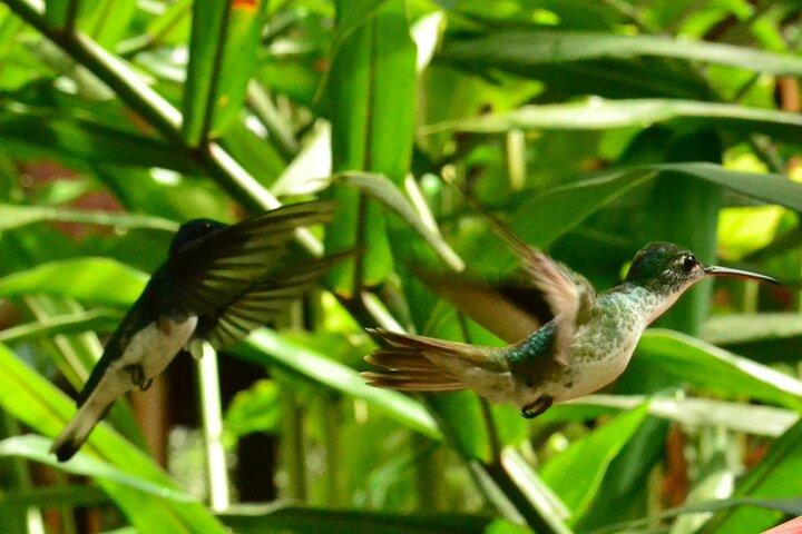 Mindo Cloud Forest Full Day Tour from Quito
