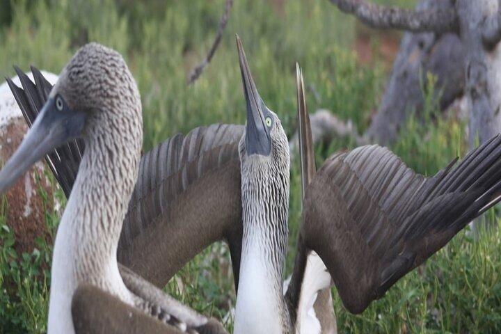 Full Day Seymour North Island & Las Bachas