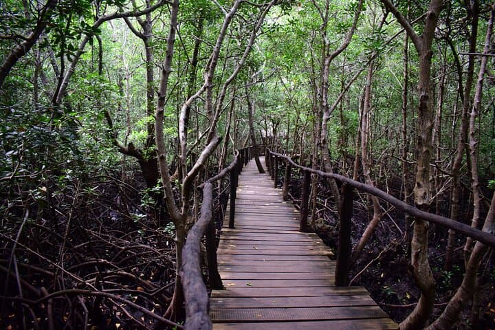 Private Tour in Jozani Forest with pick up