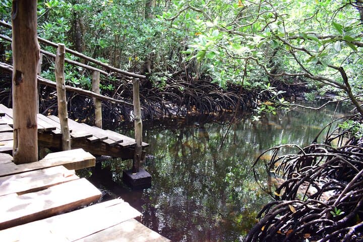Private Tour in Jozani Forest with pick up