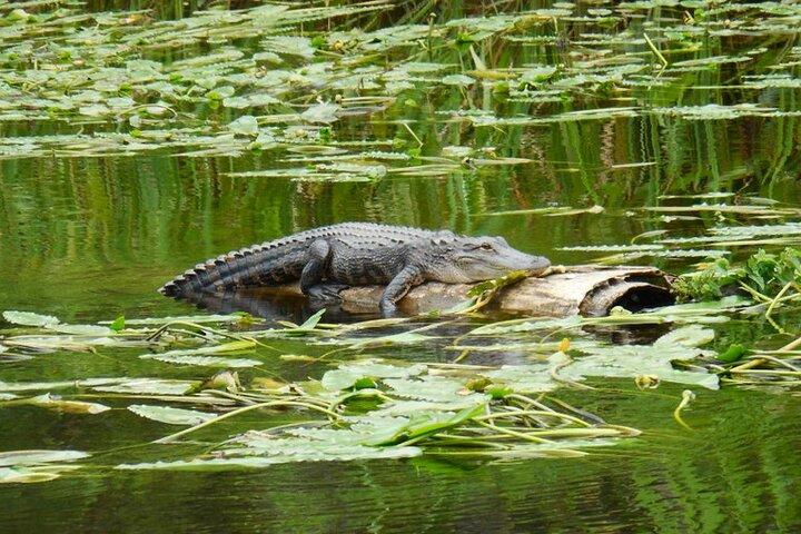 Waccamaw River Nature and Wildlife Tour