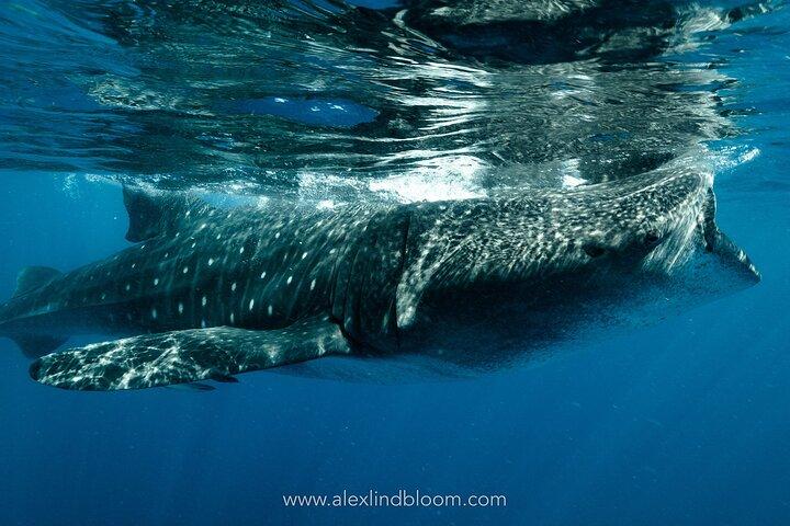 Whale Shark Snorkeling Adventure with Lunch