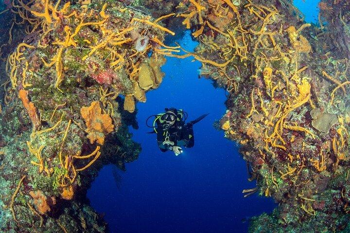 2 dives in Cozumel (for certified divers only)