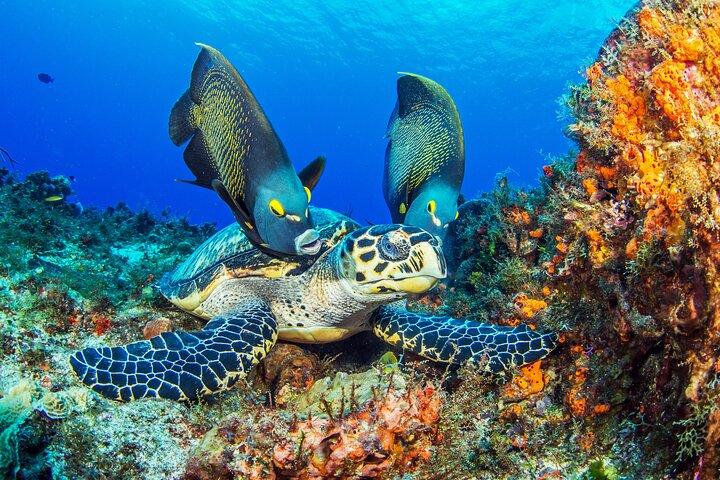 2 dives in Cozumel (for certified divers only)