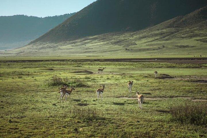 4 days Budgeted Safari Serengeti