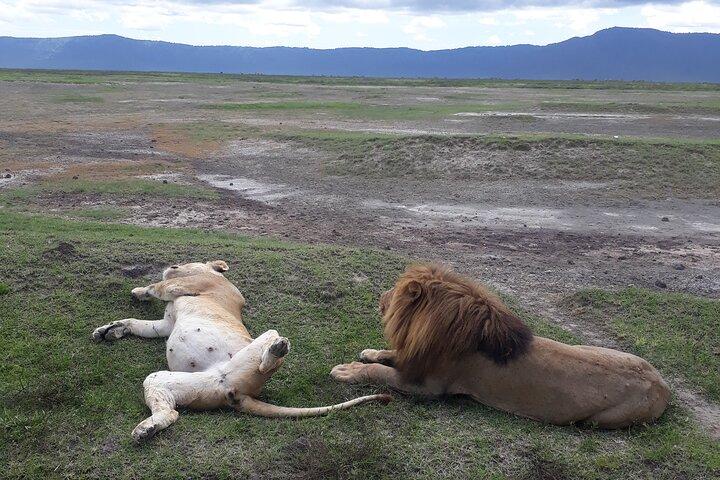 Ngorongoro Crater Day Trip