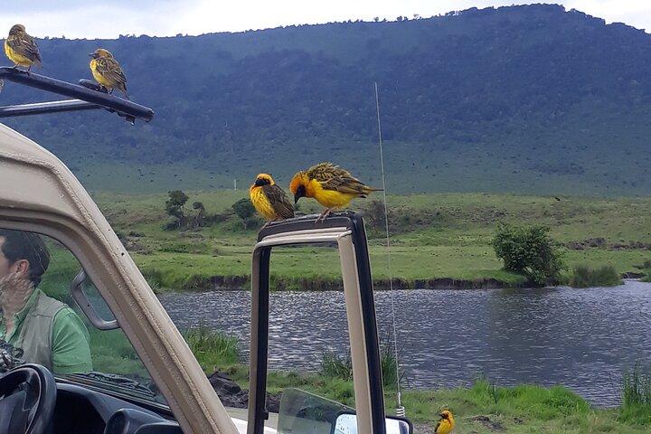 Ngorongoro Crater Day Trip