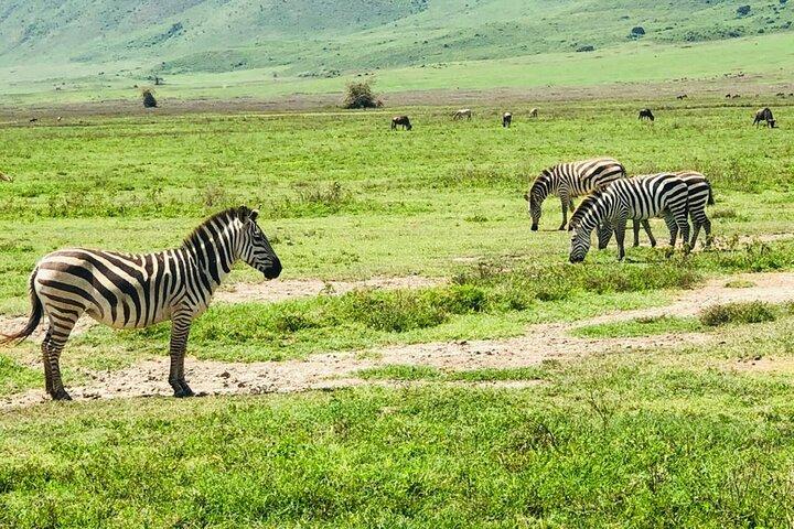 Ngorongoro Crater Day Trip