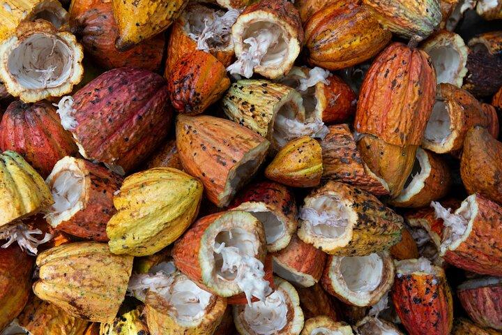 Chocolate Tour in Bribri Indigenous Area & Cahuita National Park