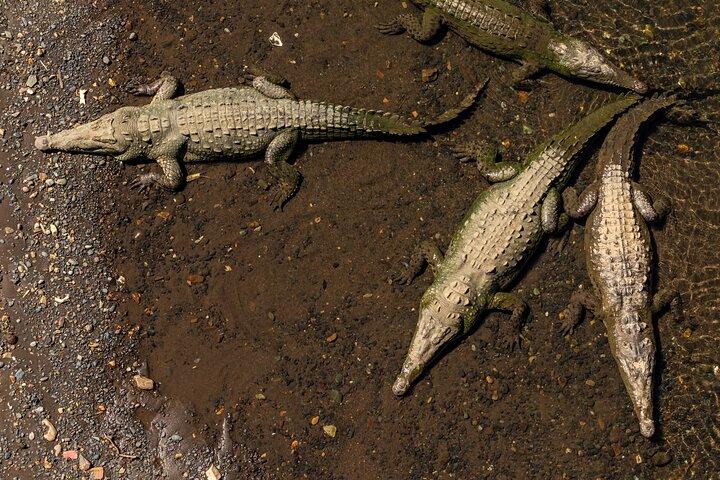 Jungle Crocodile & Carara National Park-Punta Arenas Highlights
