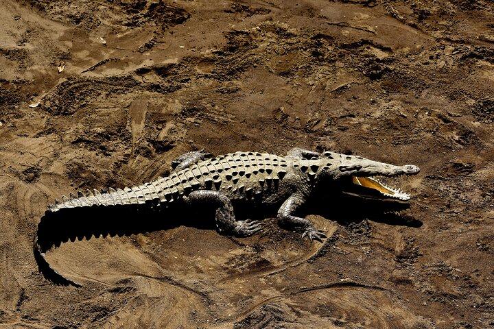 Crocodiles Safari & Zipline adventure - Private Sightseeing Tours
