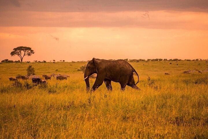 2-Day Private Tour in Masai Mara with Pick Up