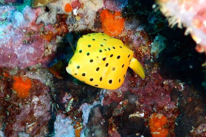 Diving Tour for Certified Divers: Sail Rock or Koh Tao