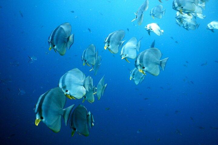 Diving Tour for Certified Divers: Sail Rock or Koh Tao