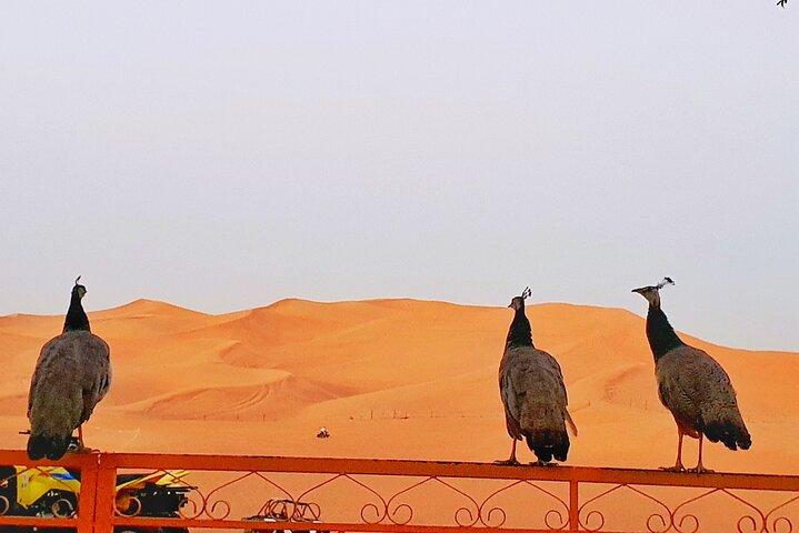 Top premium Desert safari with BBQ DINNER