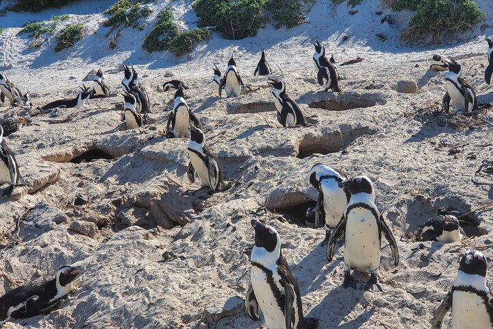 Private Tour Cape of Good Hope & Penguins Sightseeing Full day